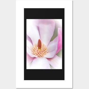 Close-up of a Magnolia Flower Posters and Art